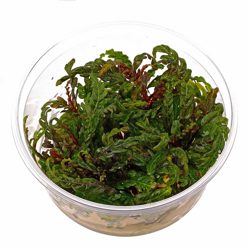 Hygrophila-Pinnatifida-UK