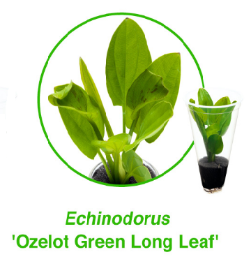 Echinodorus-ozelot