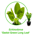 Echinodorus-ozelot