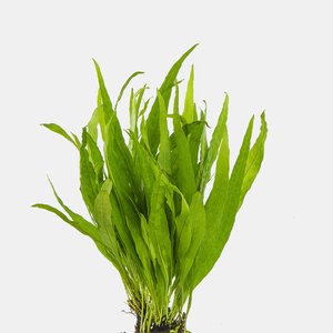 Narrow Leaf Thailand