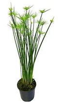Cyperus haspan
