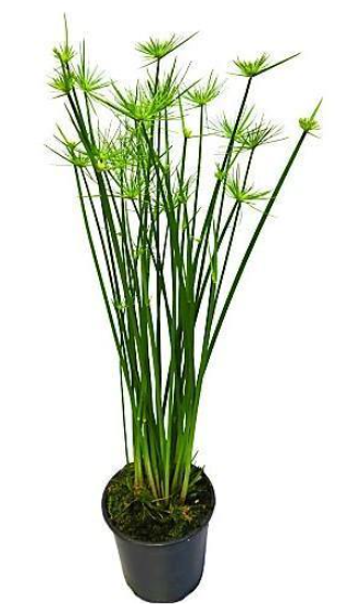 Cyperus haspan