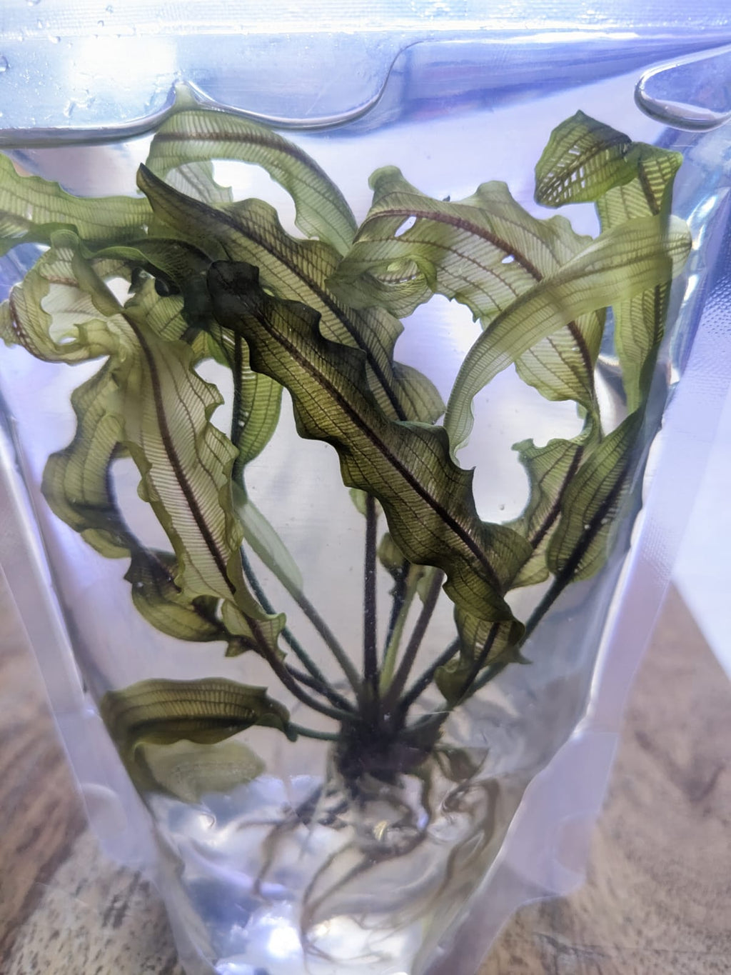 Aponogeton Madagascariensis