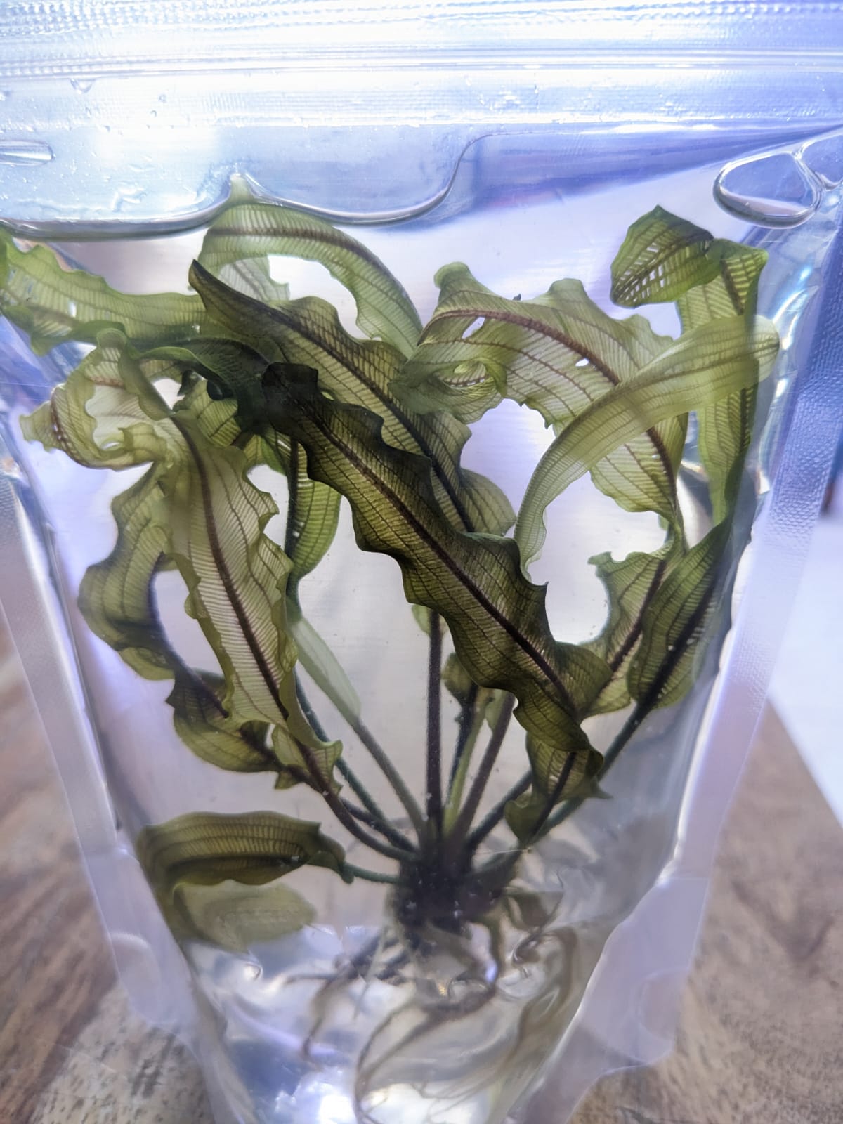 Aponogeton Madagascariensis