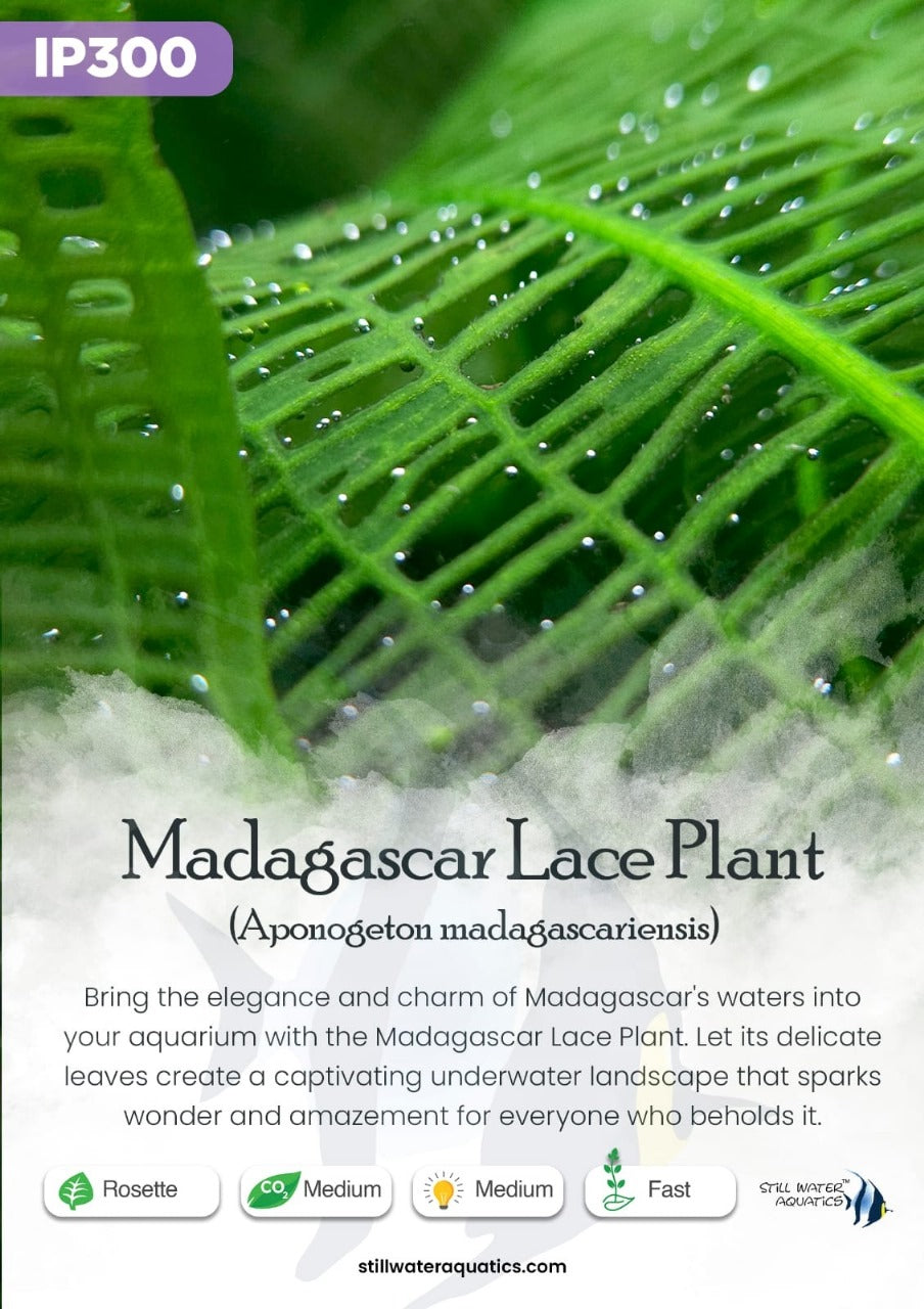 Aponogeton Madagascariensis