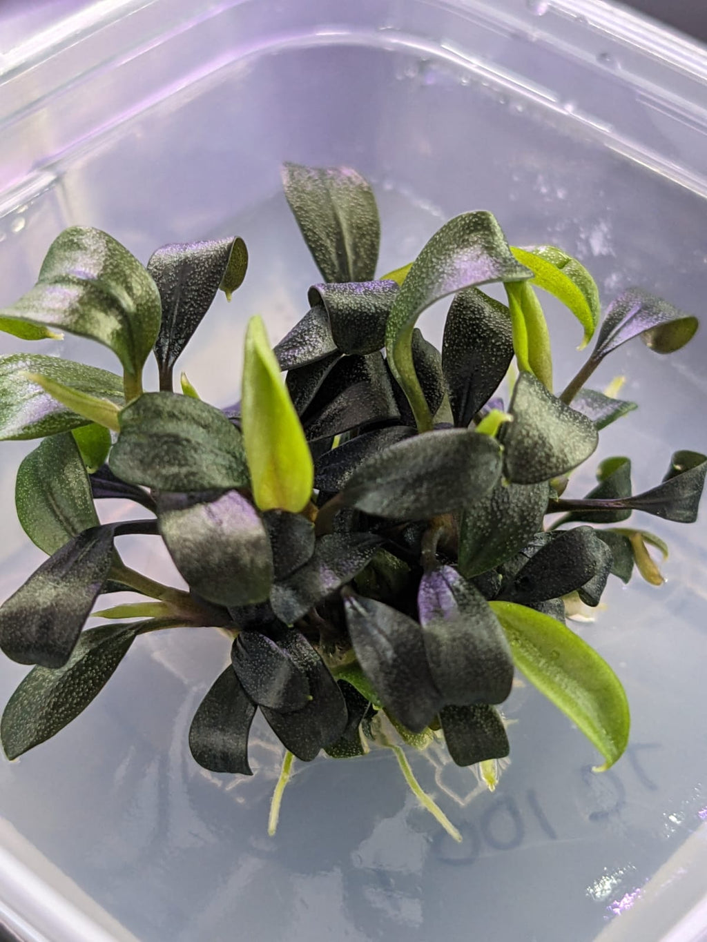 Bucephalandra Brownie
