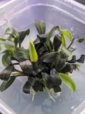 Bucephalandra Brownie