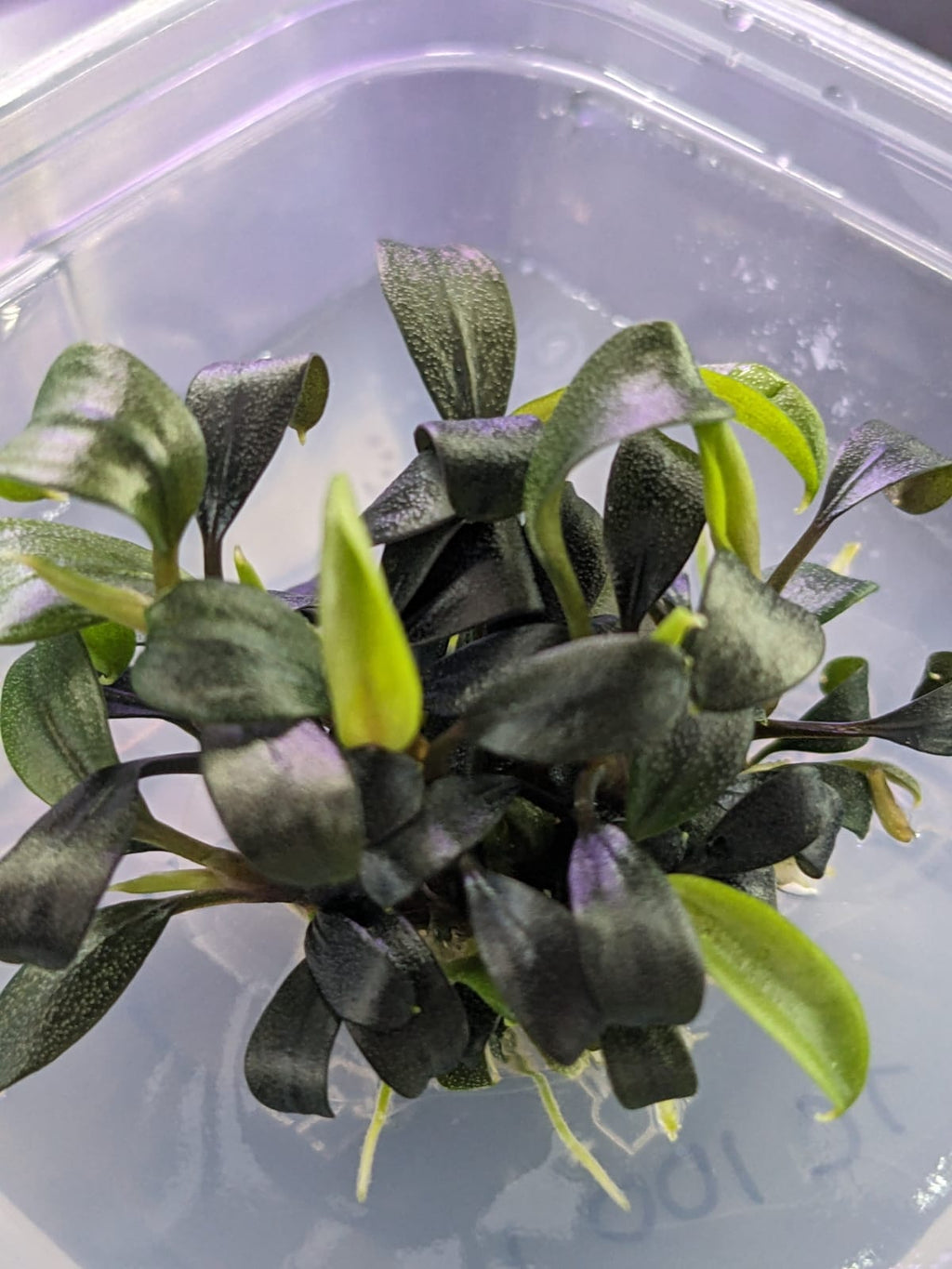 Bucephalandra Brownie