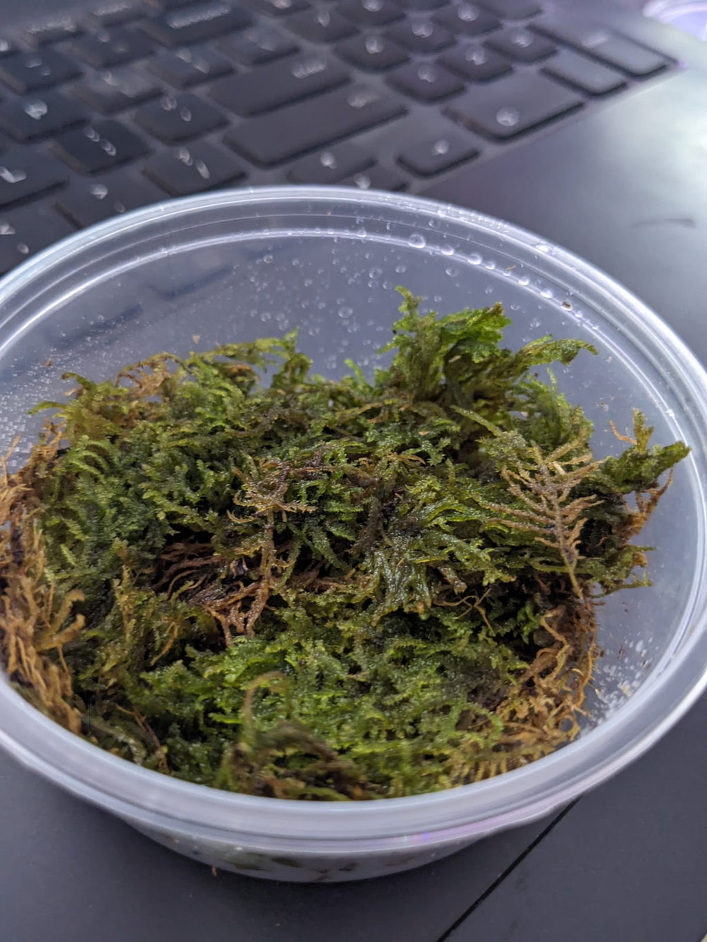 Vietnam terrarium moss (1)