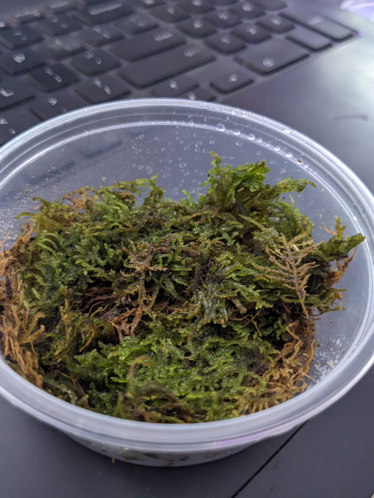 Vietnam terrarium moss (1)