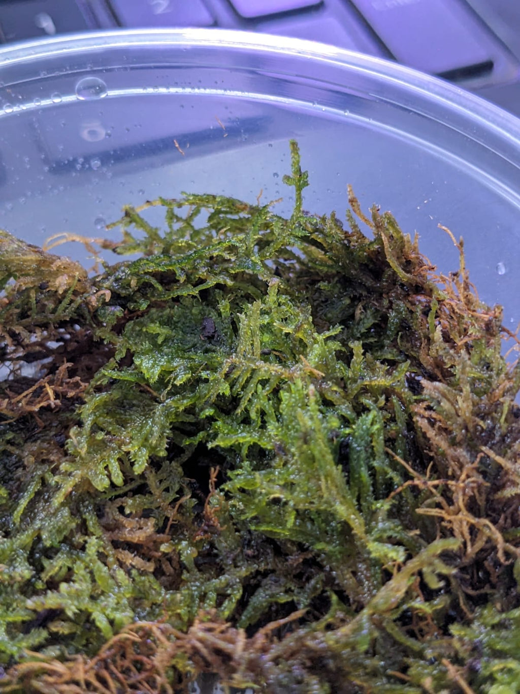 Vietnam terrarium moss (1)