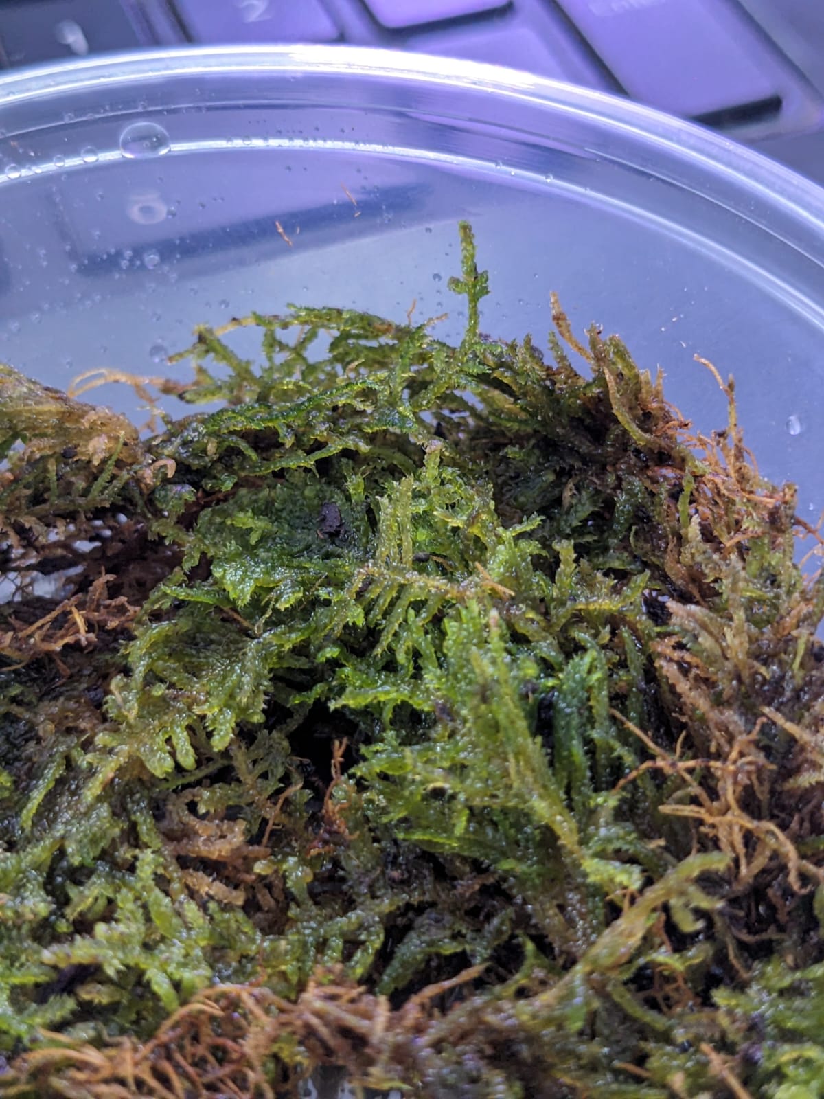 Vietnam terrarium moss (1)