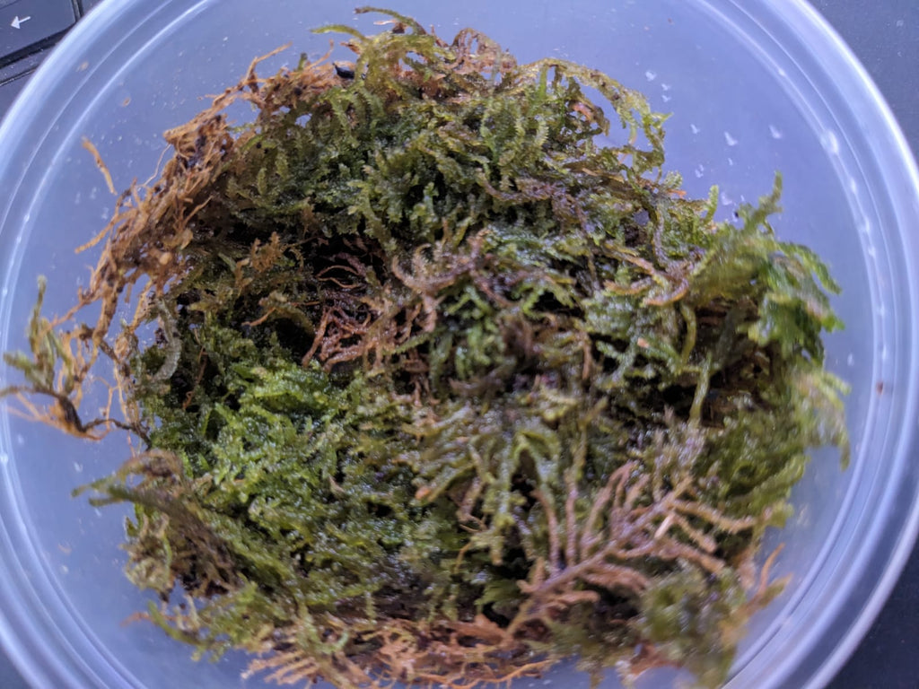 Vietnam terrarium moss (3)