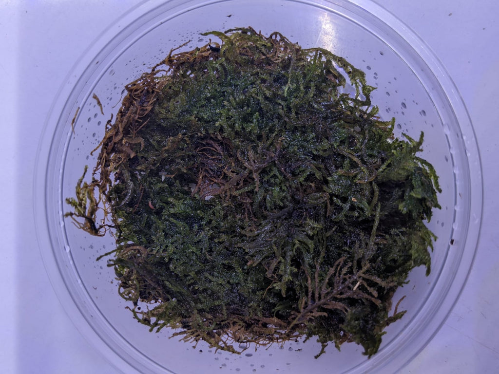 Vietnam terrarium moss (1)