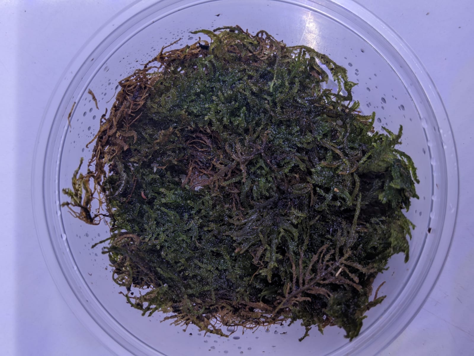 Vietnam terrarium moss (1)