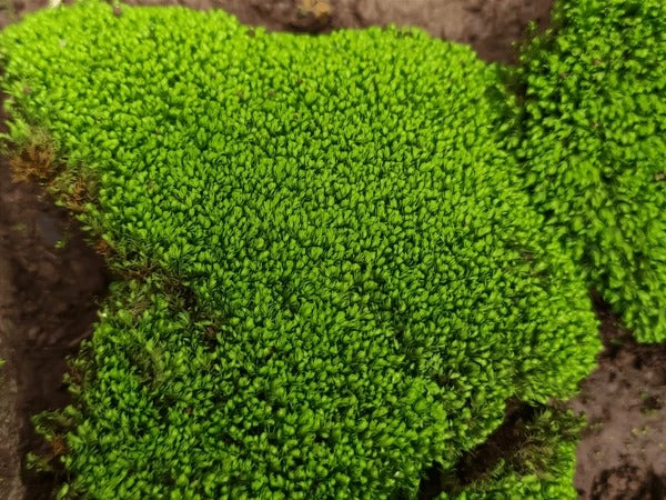 Cushion moss Thailand