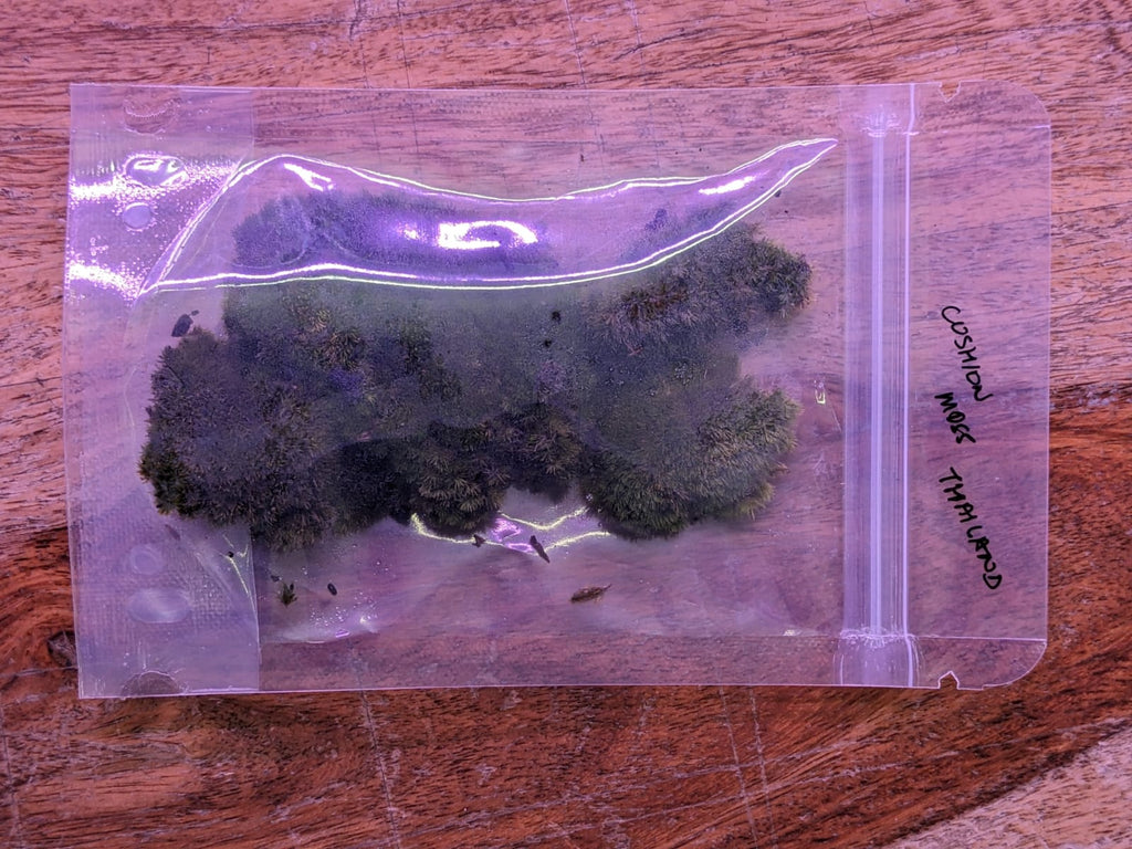 Cushion moss Thailand (2)