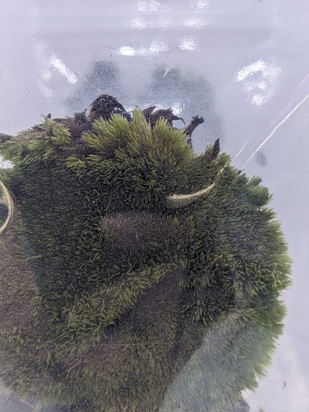 Cushion moss Thailand