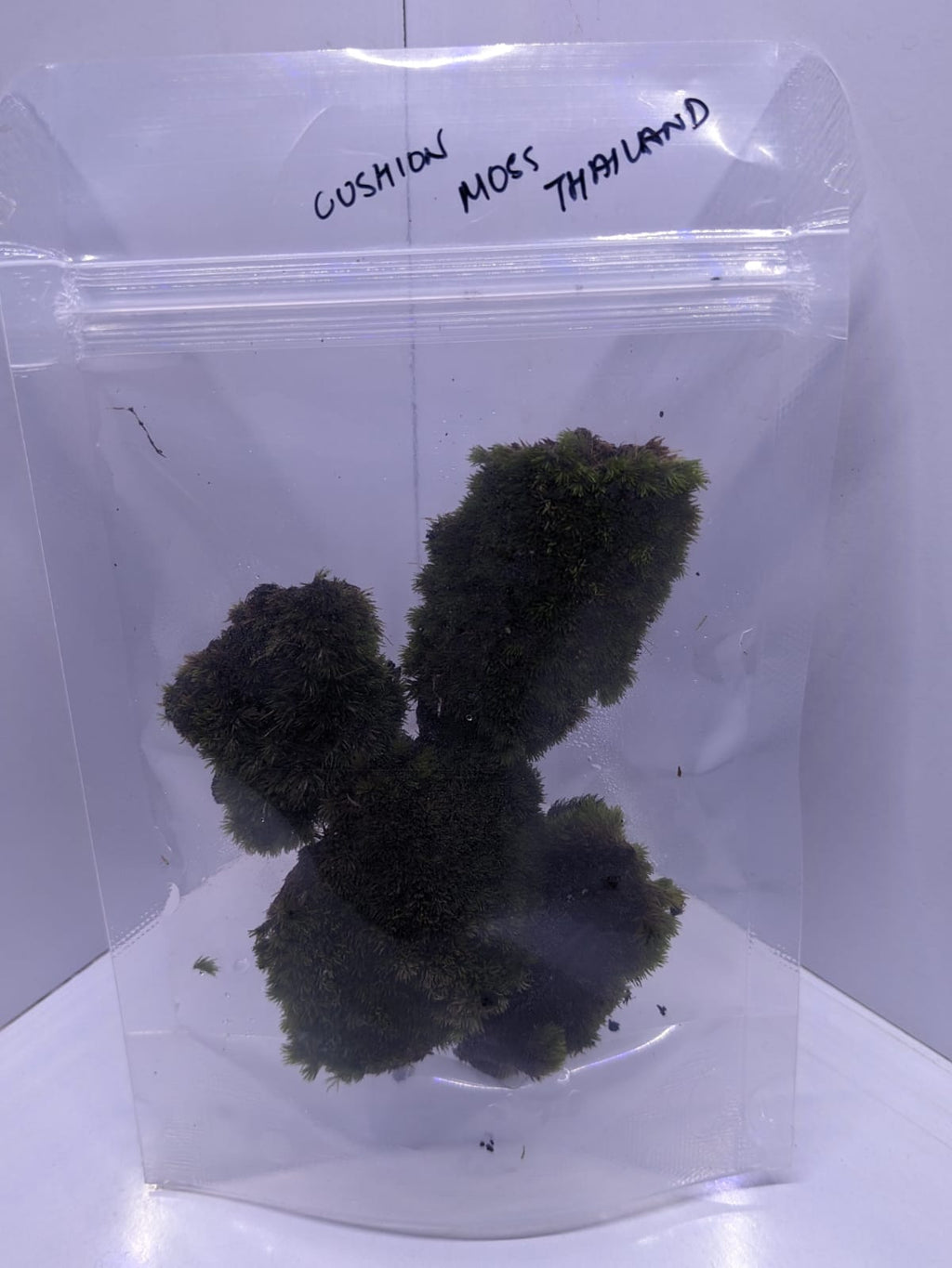 Cushion moss Thailand