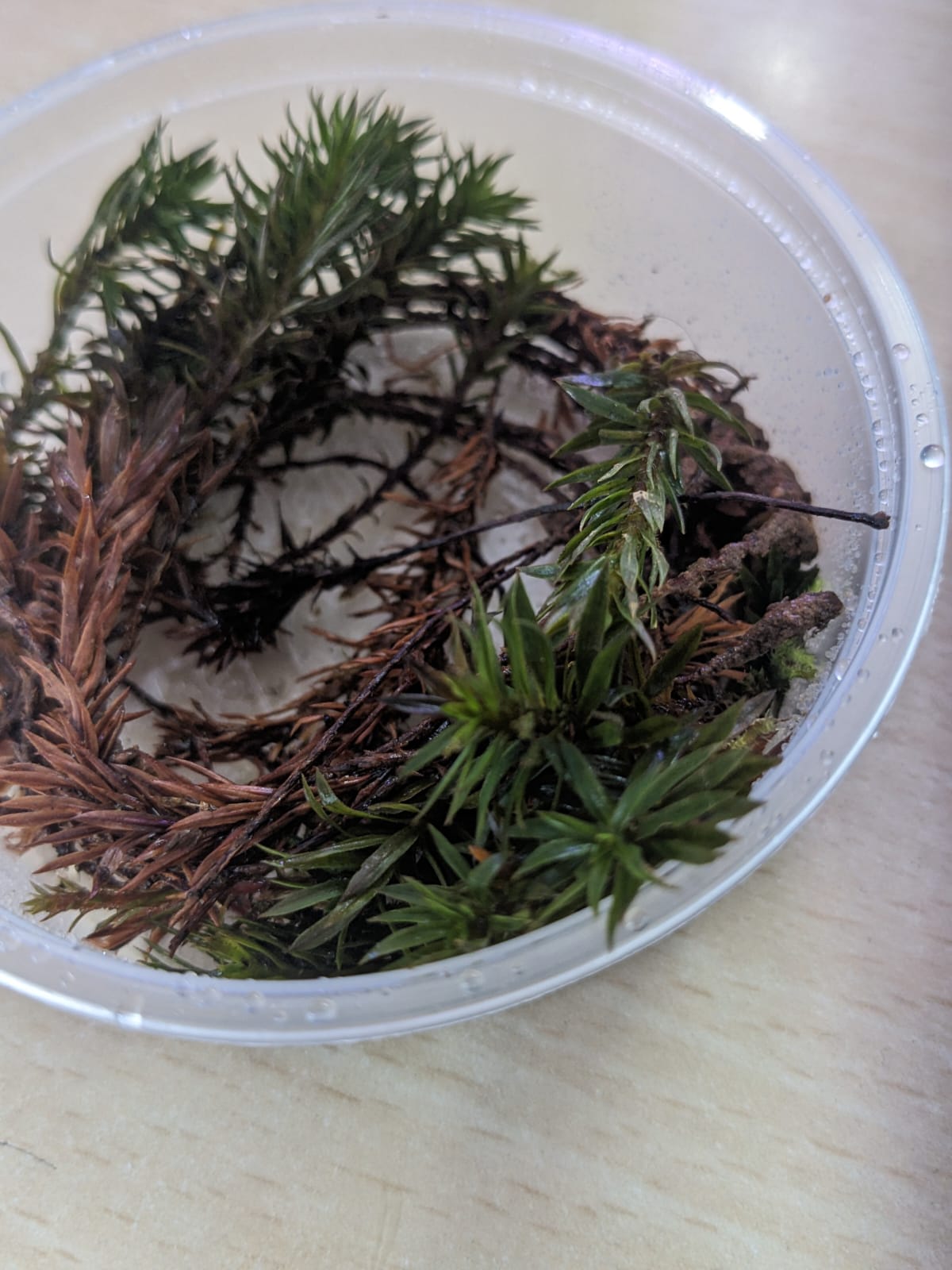 Juniper Haircap Moss