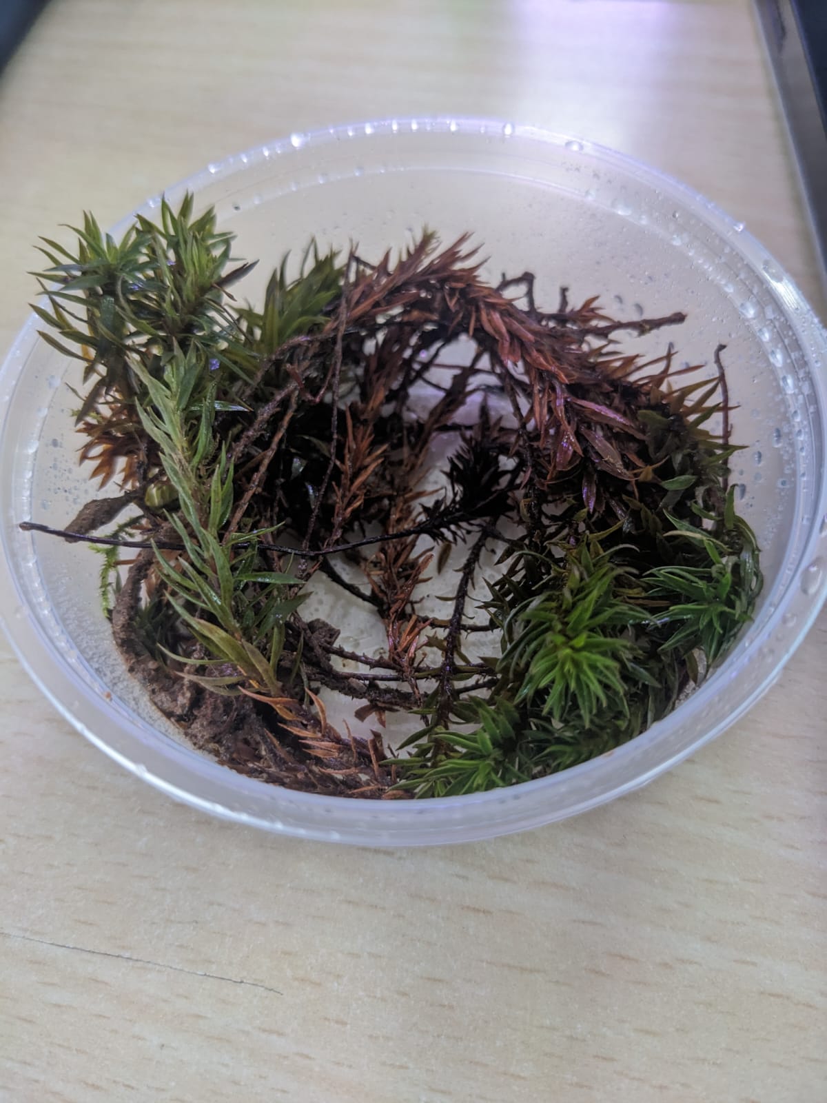 Juniper Haircap Moss