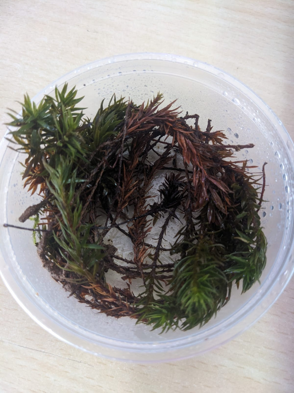 Juniper Haircap Moss
