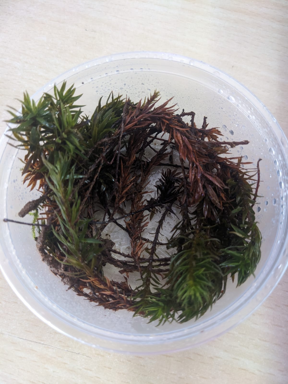 Juniper Haircap Moss