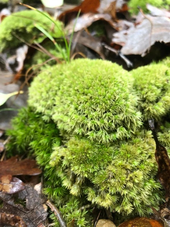 Pin cushion moss (1)