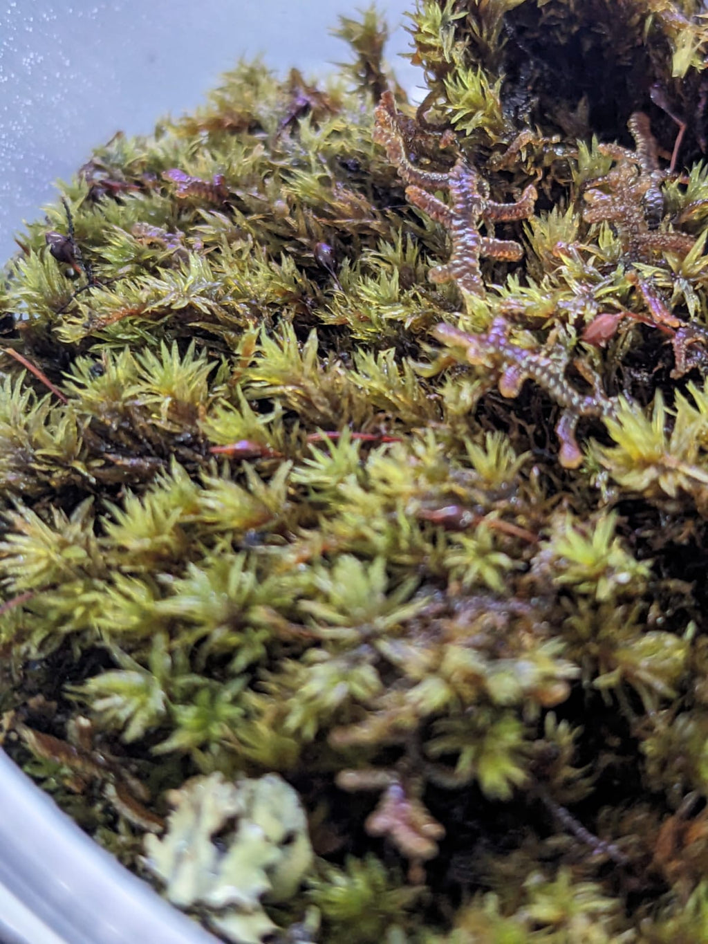 Pin cushion moss