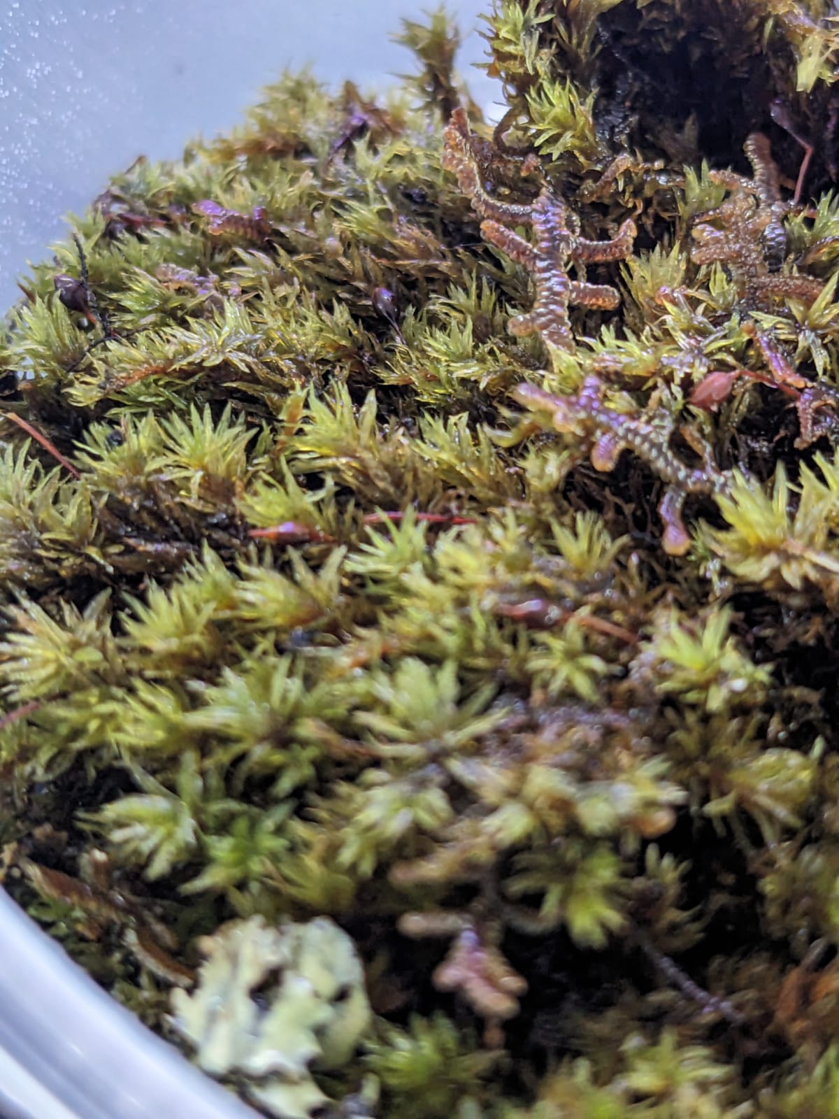 Pin cushion moss