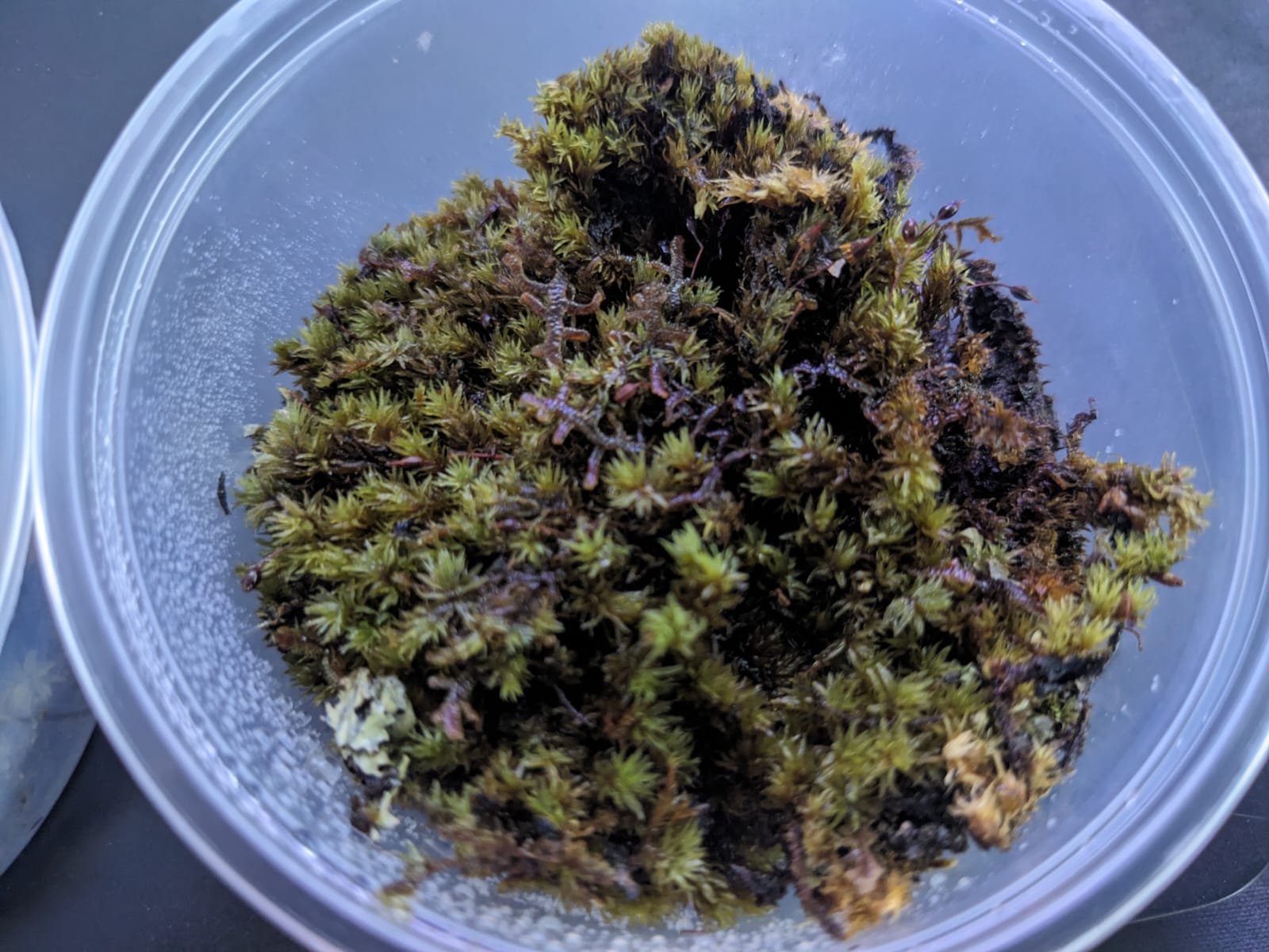 Pin cushion moss (3)