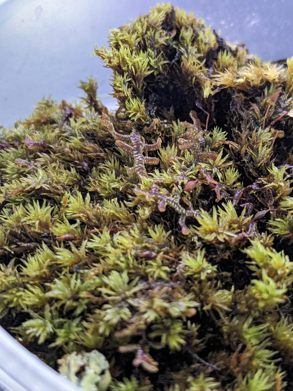 Pin cushion moss