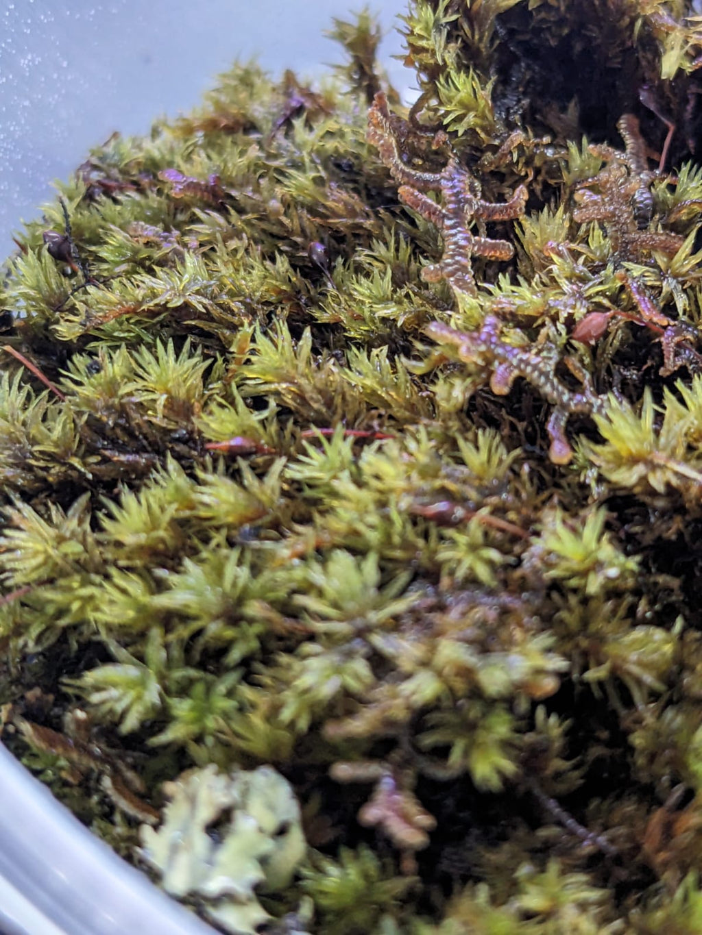 Pin cushion moss