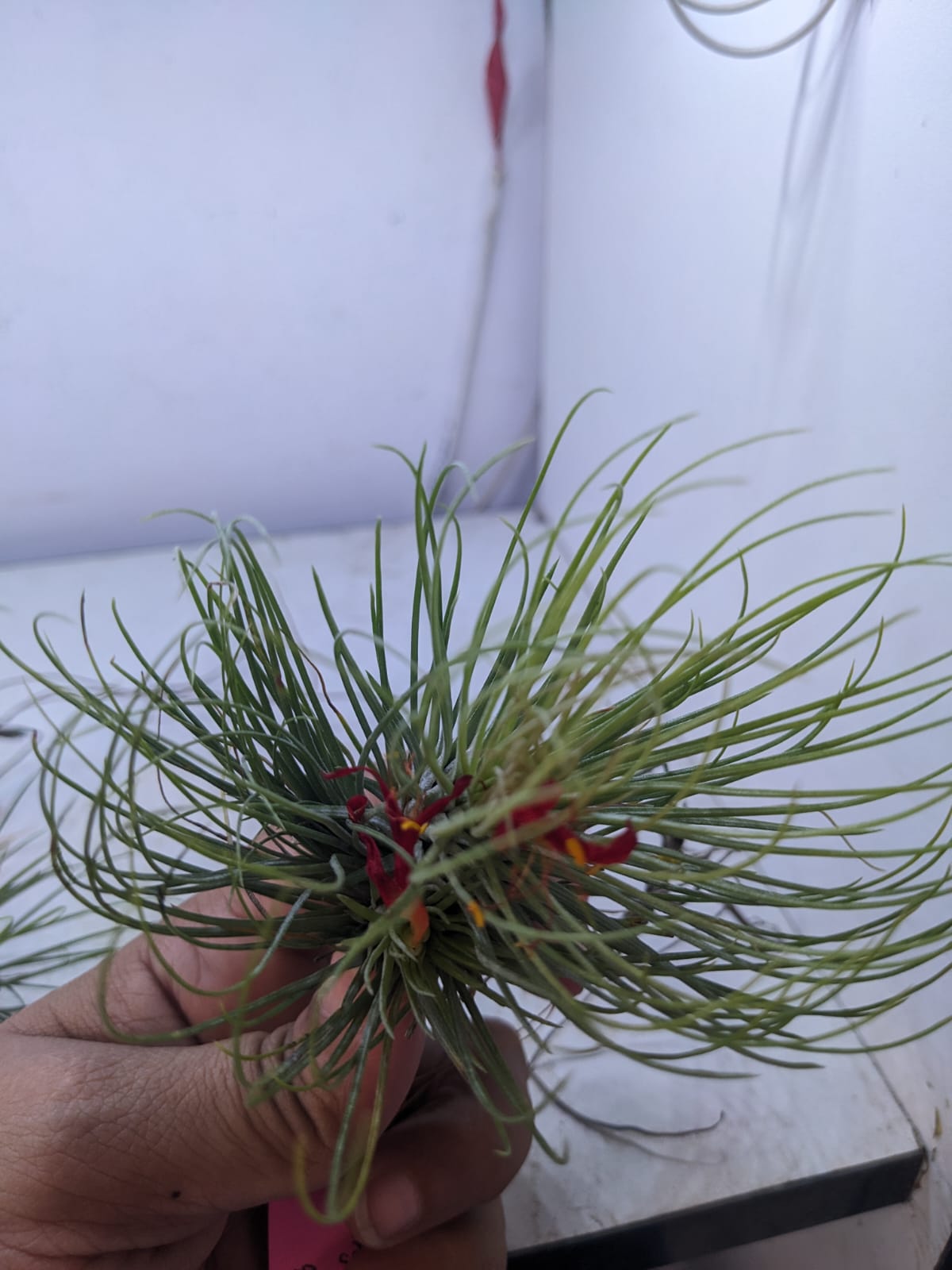 Tillandsia ‘Funky One’