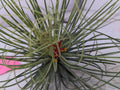 Tillandsia ‘Funky One’