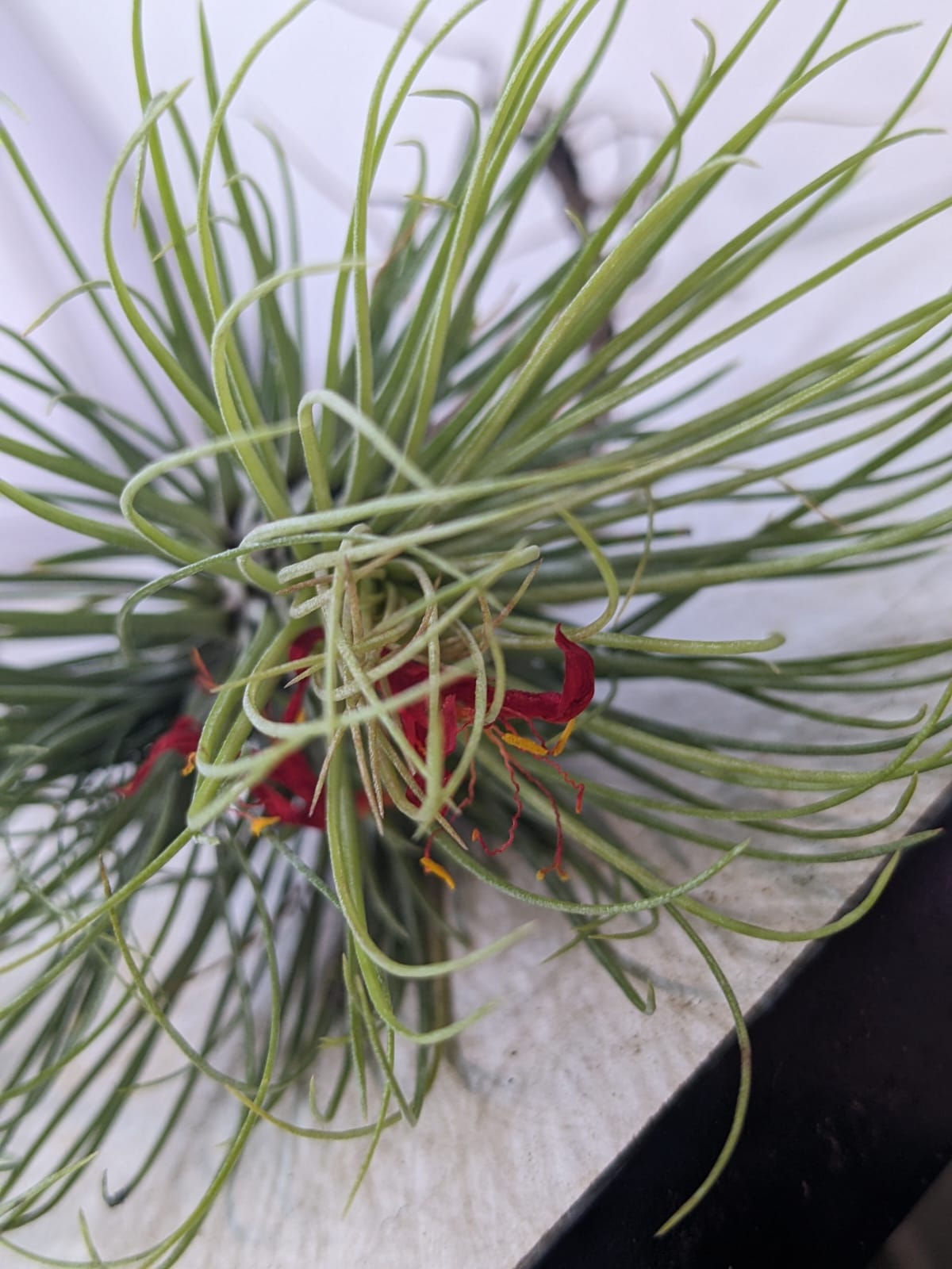 Tillandsia ‘Funky One’
