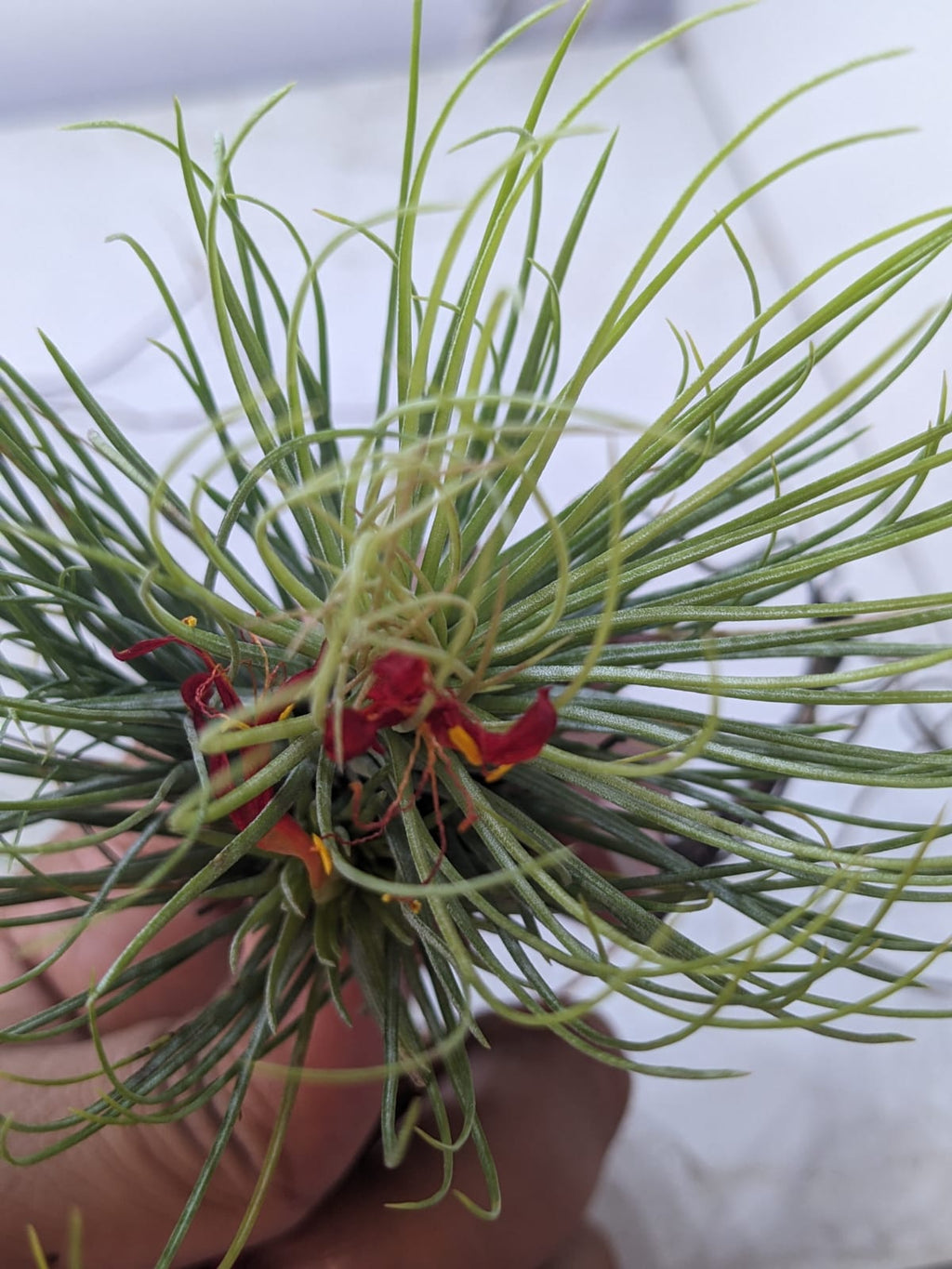 Tillandsia ‘Funky One’