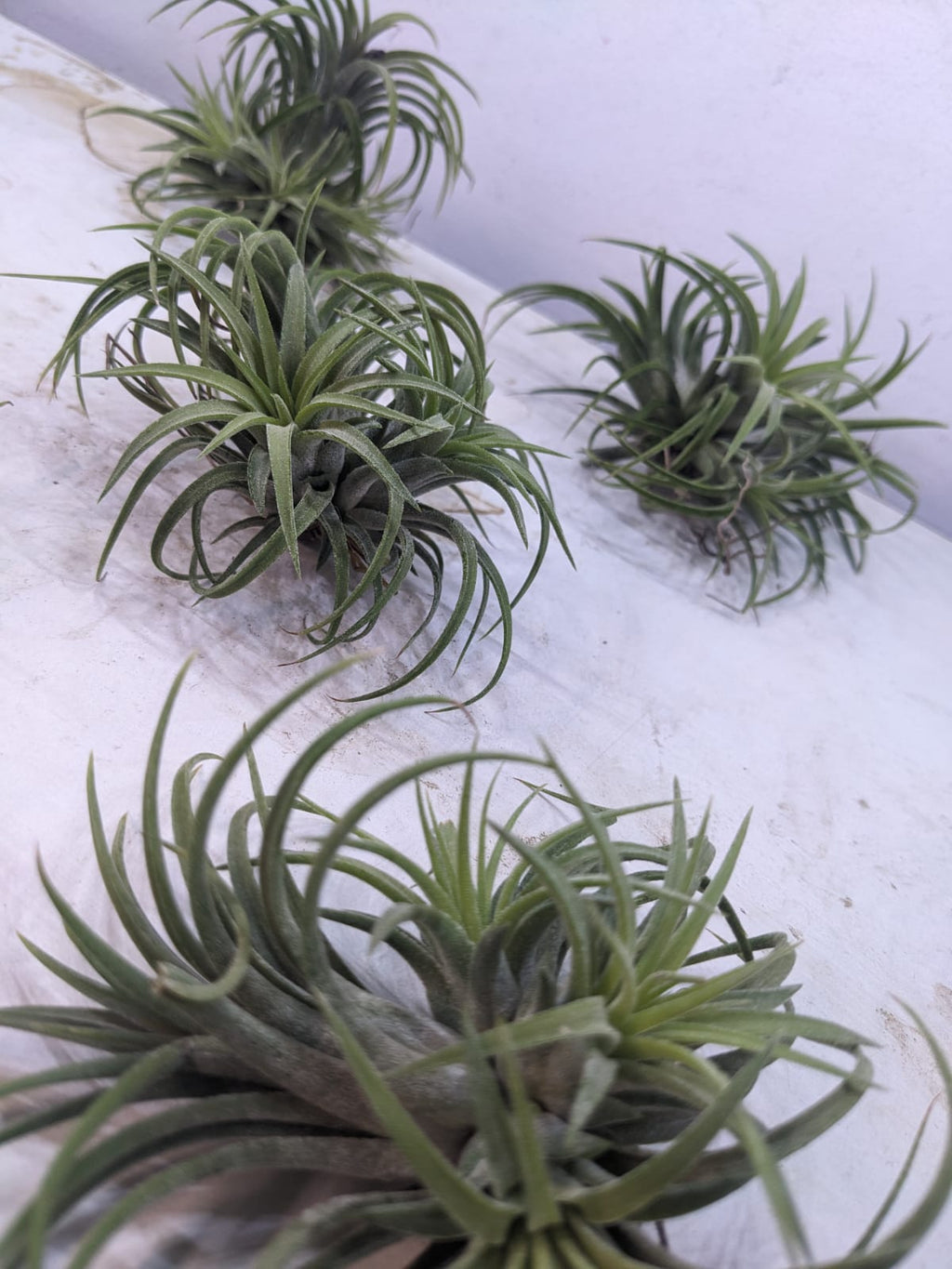 Ionantha