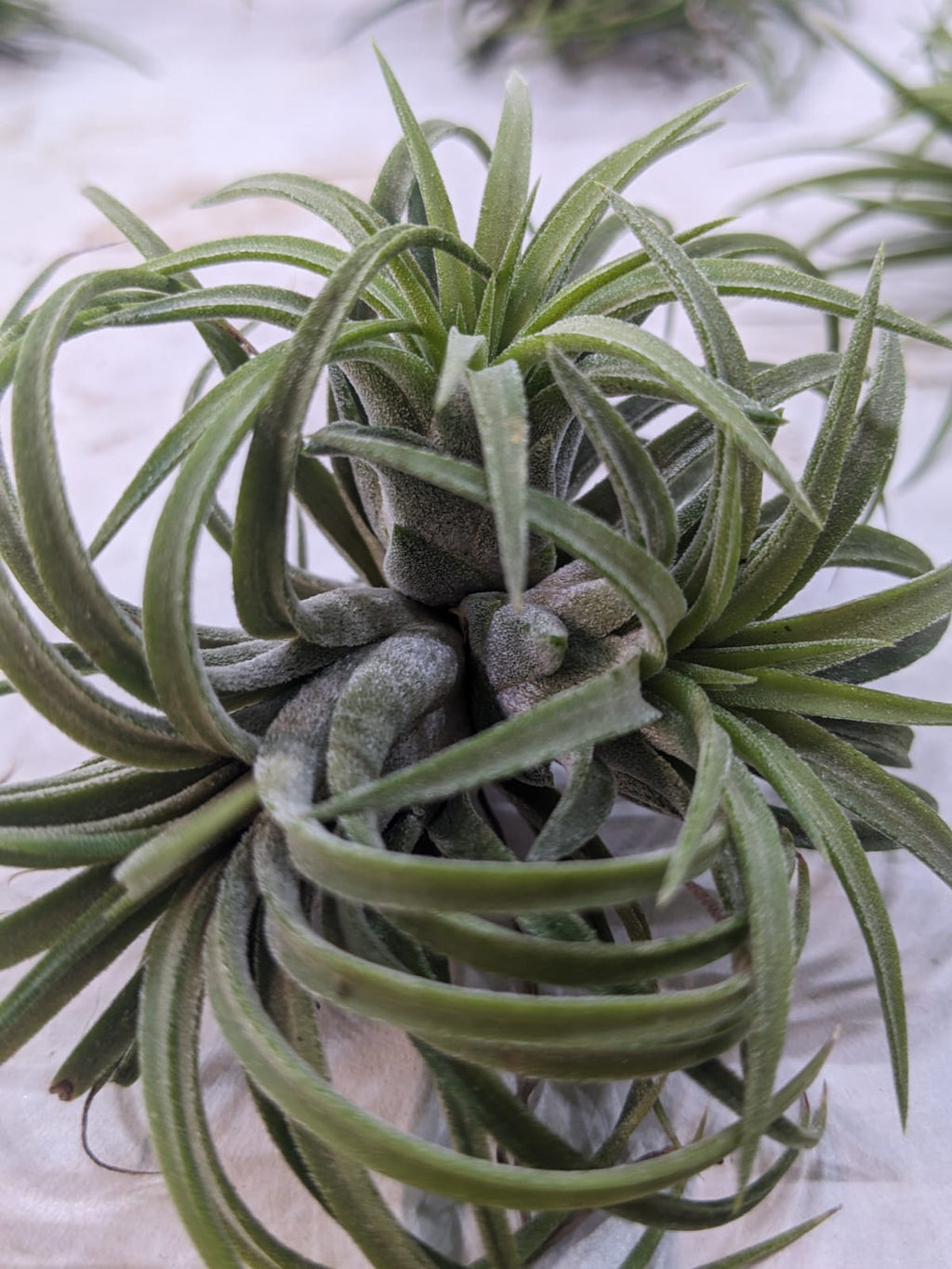 Ionantha