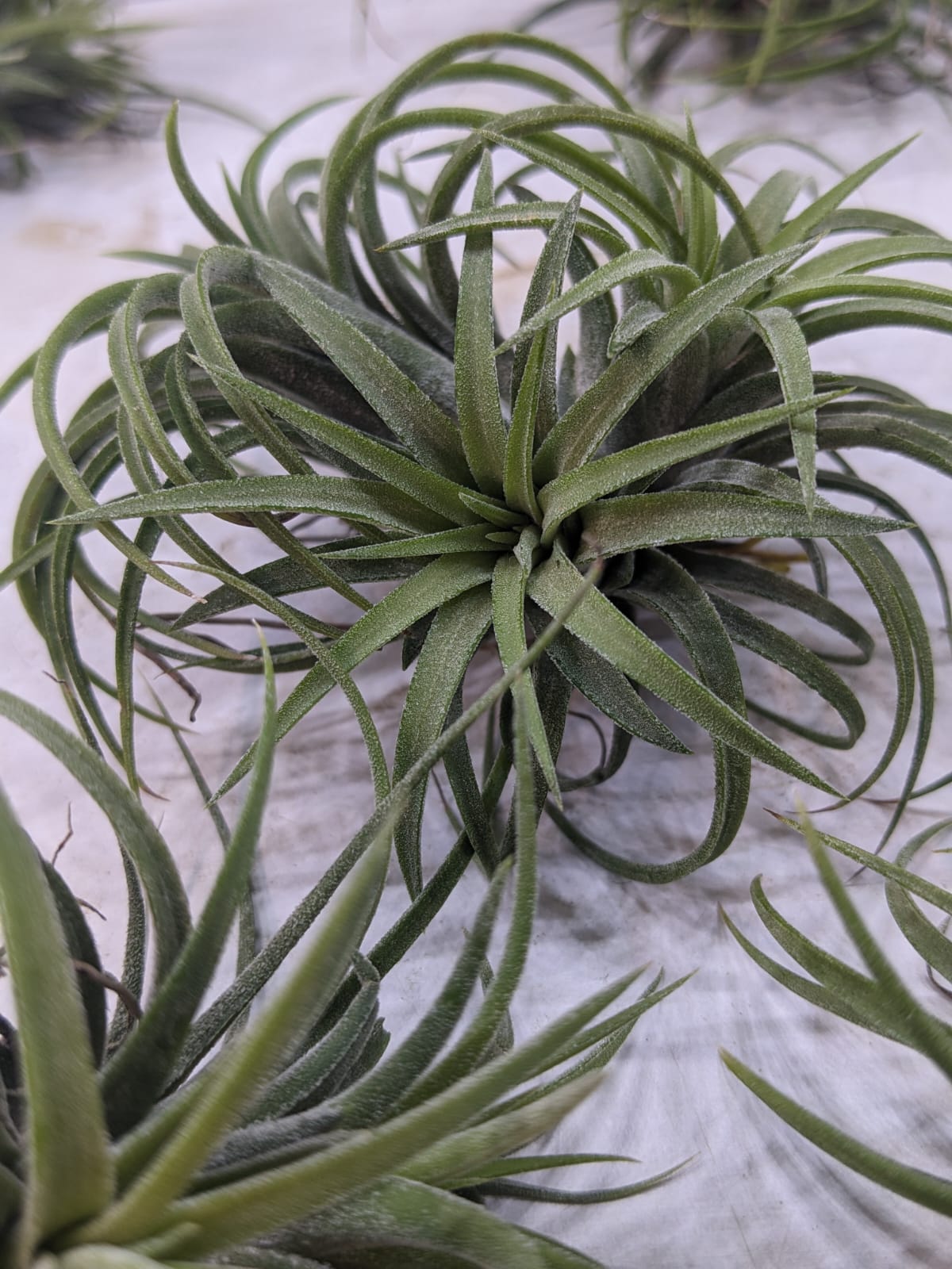 Ionantha