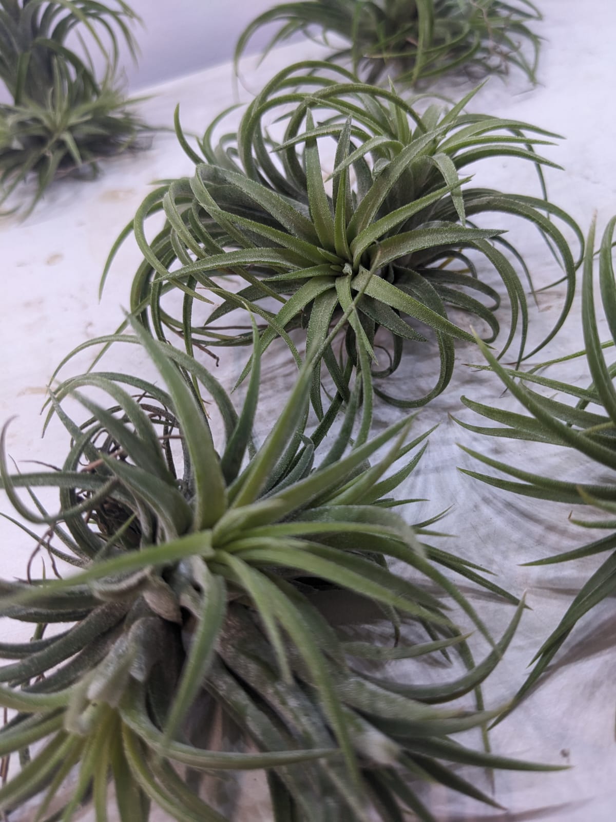 Ionantha