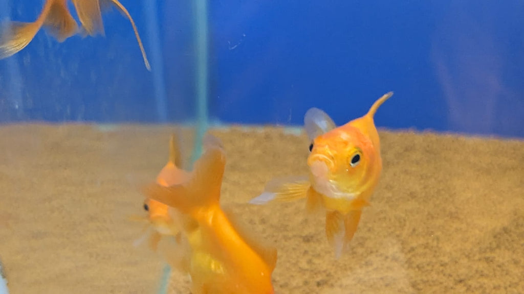 Ryukin gold fish