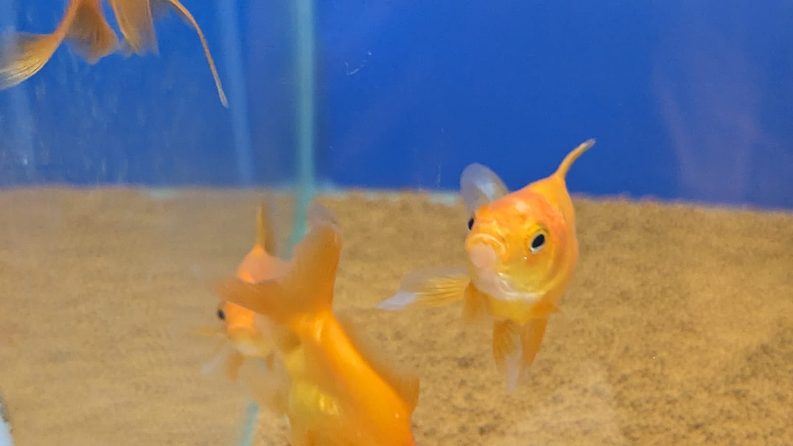 Ryukin gold fish