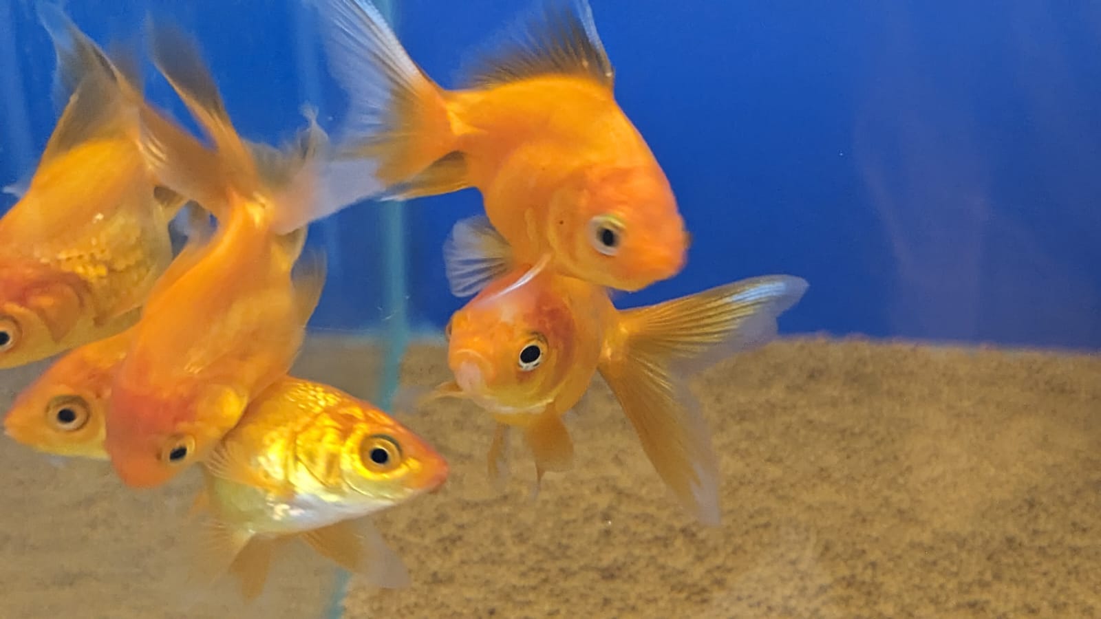 Ryukin gold fish