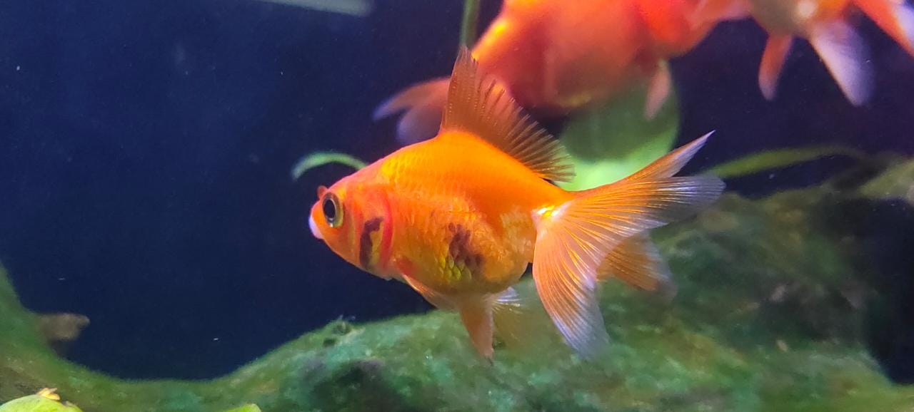 Ryukin gold fish
