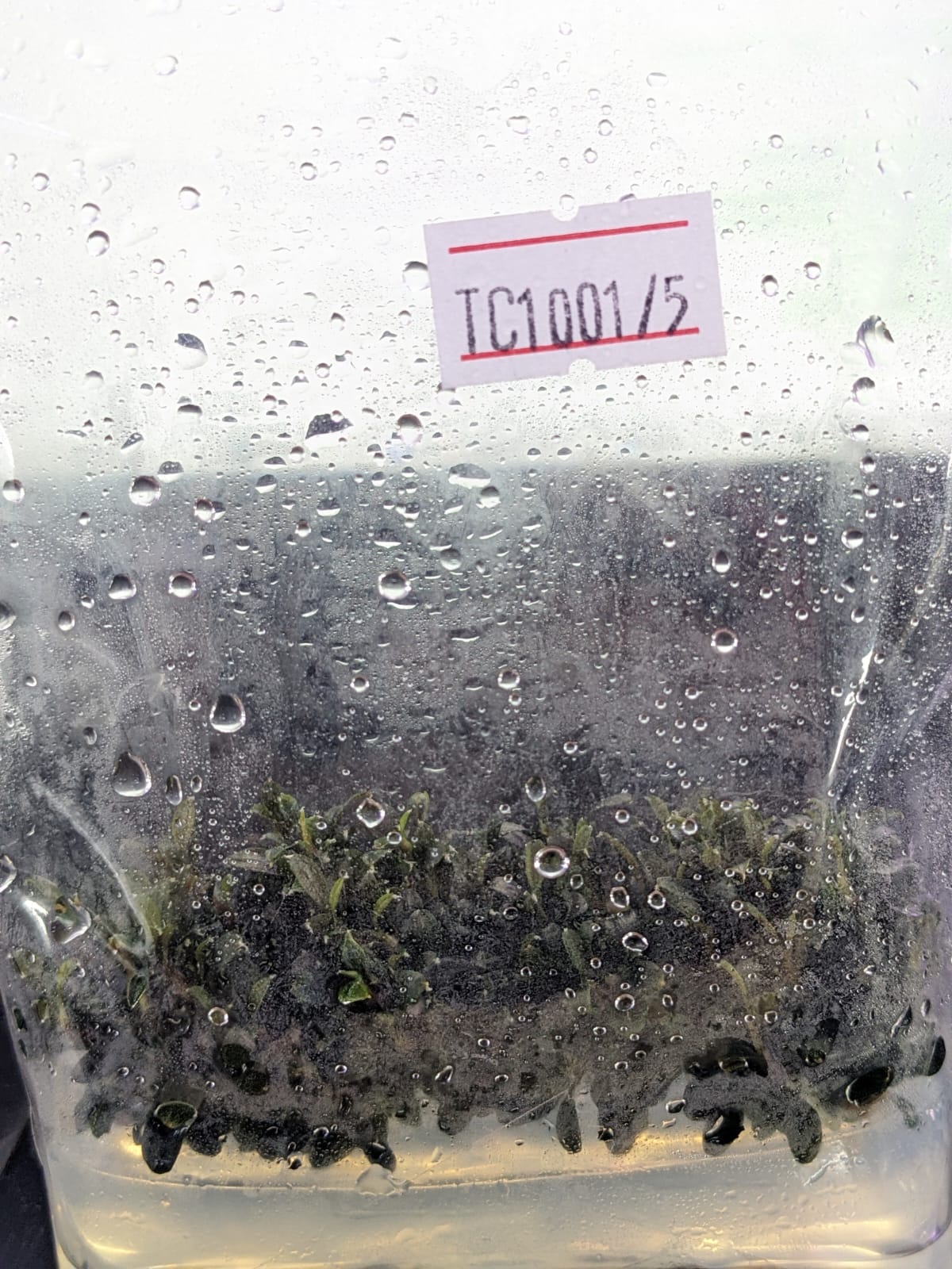 Bucephalandra Kedagang Red