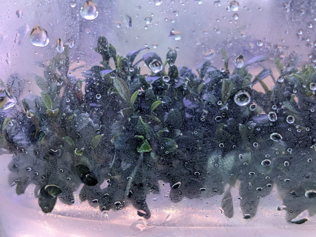 Bucephalandra Kedagang Red