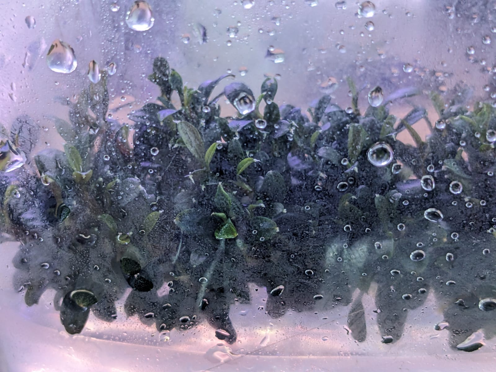 Bucephalandra Kedagang Red