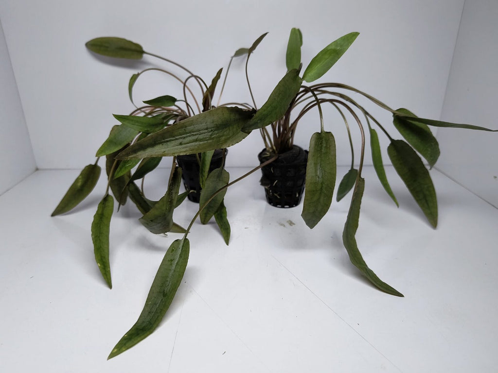 Cryptocoryne Axelrodi