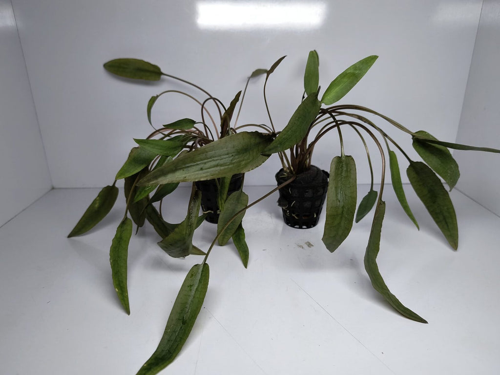 Cryptocoryne Axelrodi